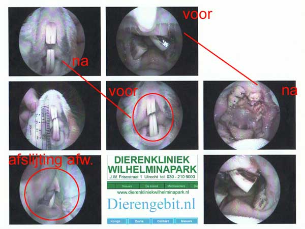 Met onze dr. Fritz endoscoop kunnen we vastleggen de behandeling is verlopen in een fotoverslag.